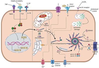 NLRP3 inflammasome: The rising star in cardiovascular diseases